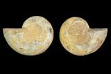 Cut & Polished Agatized Ammonite Fossil- Jurassic #131681-1